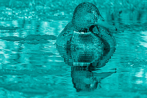 Soaked Mallard Duck Casts Pond Water Reflection (Cyan Shade Photo)