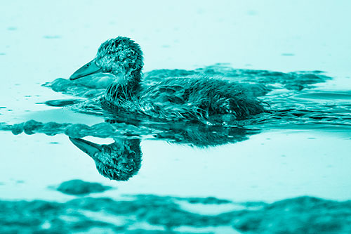 Soaked Mallard Duckling Swimming Past Algae (Cyan Shade)