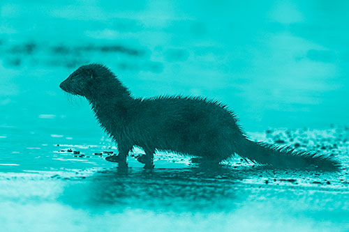Soaked Mink Contemplates Swimming Across River (Cyan Shade Photo)
