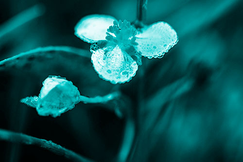 Soaking Wet Frogbit Flower Dew (Cyan Shade Photo)