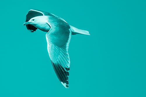 Soaring Seagull Circling Above Lake (Cyan Shade)