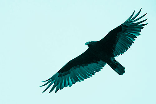 Soaring Turkey Vulture Flying Among Sky (Cyan Shade Photo)