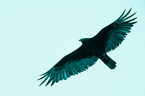 Soaring Turkey Vulture Flying Among Sky (Cyan Shade)
