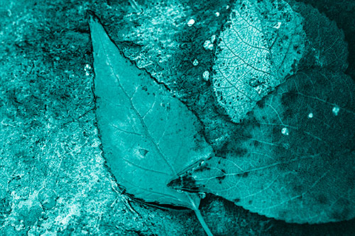 Soggy Cannibal Leaf Face Chewing Another Leaf (Cyan Shade)