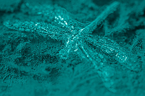 Soggy Dead Dragonfly Floating Atop Algae (Cyan Shade)