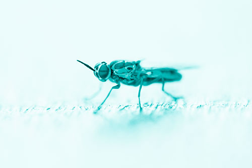 Soldier Fly Standing Still Among Light (Cyan Shade)