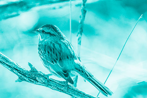 Song Sparrow Overlooking Water Pond (Cyan Shade Photo)