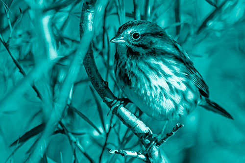 Song Sparrow Perched Along Curvy Tree Branch (Cyan Shade Photo)