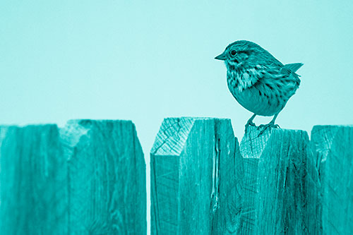 Song Sparrow Standing Atop Wooden Fence (Cyan Shade Photo)