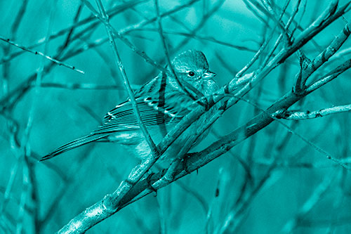 Song Sparrow Watches Sunrise Among Tree Branches (Cyan Shade Photo)