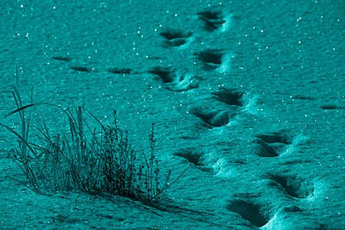 Sparkling Snow Footprints Across Frozen Lake (Cyan Shade Photo)
