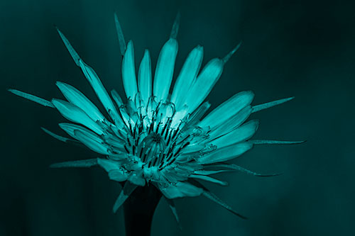 Spiky Salsify Flower Gathering Sunshine (Cyan Shade Photo)