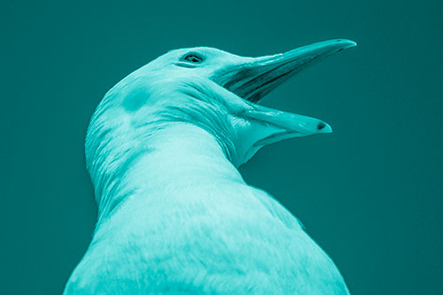 Squawking Seagull Calling Out To Others (Cyan Shade)