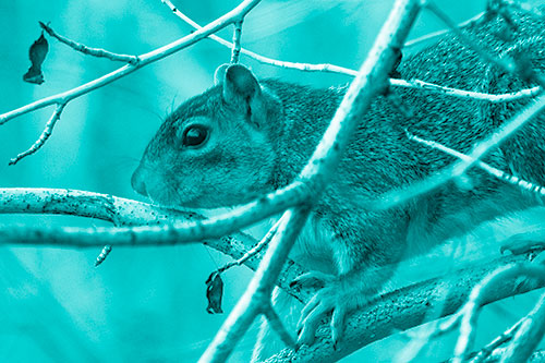 Squirrel Climbing Down From Tree Branches (Cyan Shade Photo)