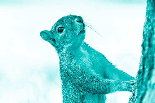 Squirrel Glances Up Tree Trunk (Cyan Shade)