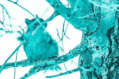 Squirrel Grabbing Chest Atop Two Tree Branches (Cyan Shade Photo)