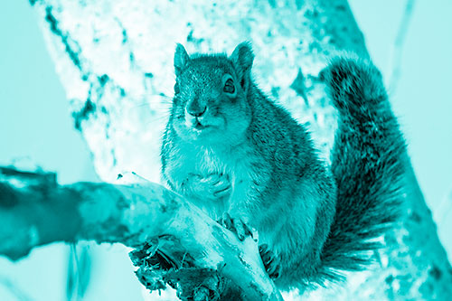 Squirrel Grasping Chest Atop Thick Tree Branch (Cyan Shade Photo)