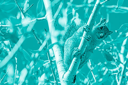 Squirrel Gripping Ahold Of Tree Branch (Cyan Shade)