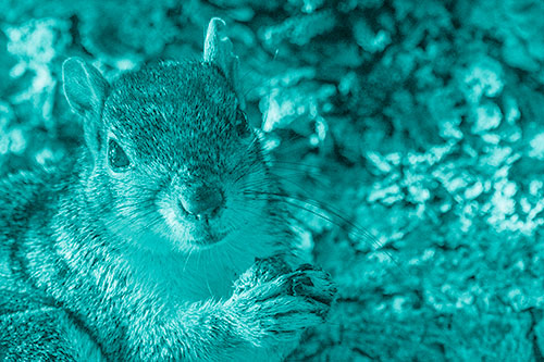 Squirrel Holding Food Atop Tree Branch (Cyan Shade Photo)