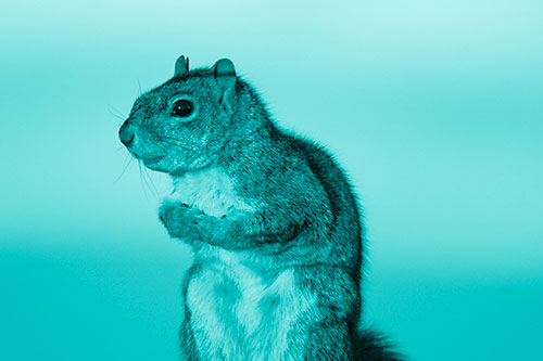 Squirrel Holding Food Tightly Amongst Chest (Cyan Shade Photo)