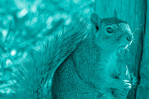 Squirrel Holding Watermelon Slice Glancing Sideways (Cyan Shade)