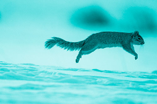 Squirrel Leap Flying Across Snow (Cyan Shade Photo)