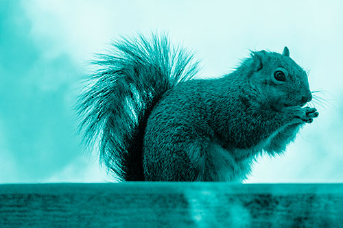 Squirrel Nibbles Breakfast Atop Concrete Skatepark (Cyan Shade)