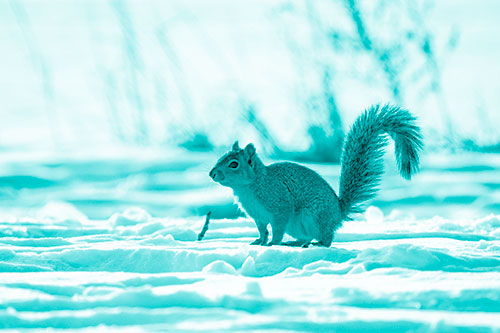 Squirrel Observing Snowy Terrain (Cyan Shade Photo)