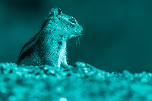 Squirrel Piques Distant Interest (Cyan Shade Photo)