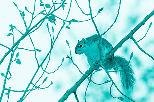 Squirrel Sits Among Sprouting Tree Branches (Cyan Shade)