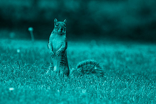 Squirrel Standing Atop Fresh Cut Grass On Hind Legs (Cyan Shade Photo)