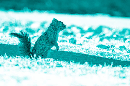 Squirrel Standing Upwards On Hind Legs (Cyan Shade Photo)