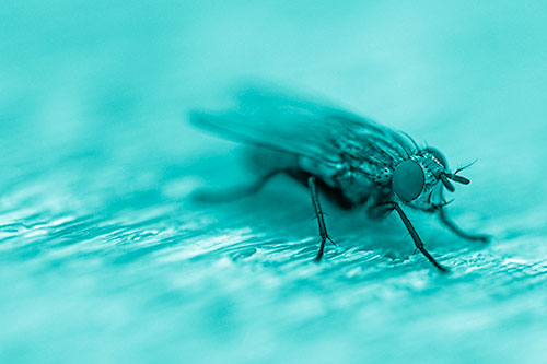 Standing Cluster Fly Resting Atop Wood (Cyan Shade)