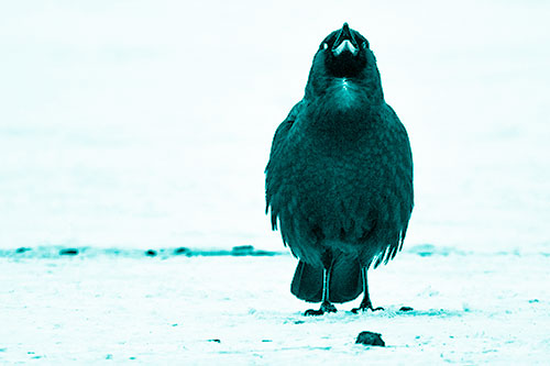 Standing Crow Cawing Loudly (Cyan Shade)