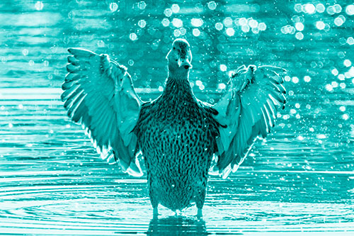 Standing Mallard Duck Flapping Wings Among Shore (Cyan Shade)