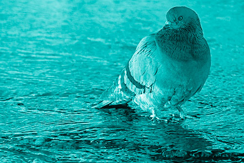 Standing Pigeon Gandering Atop River Water (Cyan Shade)