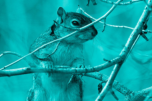 Standing Squirrel Peeking Over Tree Branch (Cyan Shade Photo)