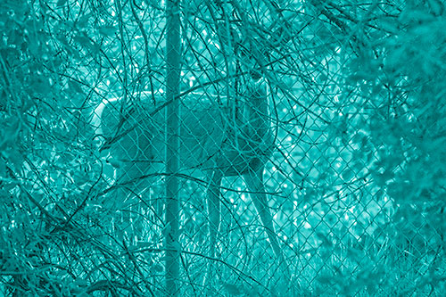 Startled White Tailed Deer Freezes Behind Chain Link Fence (Cyan Shade)