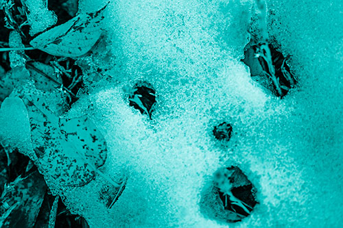 Stem Shocked Snow Face Among Fallen Leaves (Cyan Shade)