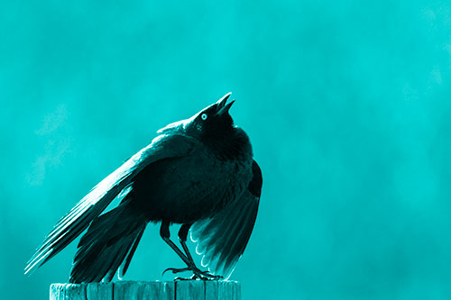 Stomping Grackle Croaking Atop Wooden Fence Post (Cyan Shade Photo)
