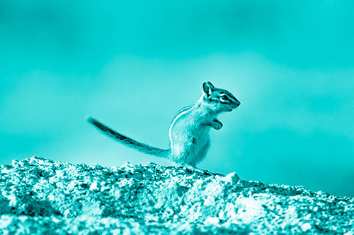 Straight Tailed Standing Chipmunk Clenching Paws (Cyan Shade Photo)