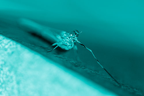 Stretching Mayfly Relaxing Among Shade (Cyan Shade)