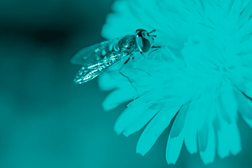 Striped Hoverfly Pollinating Flower (Cyan Shade Photo)