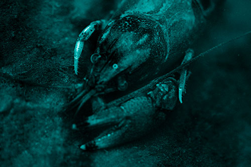 Submerged Crayfish Under Shallow Water (Cyan Shade Photo)