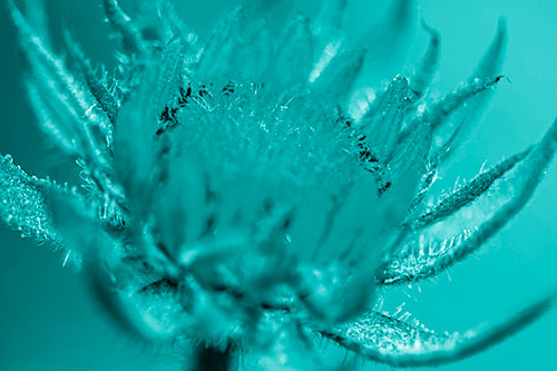 Sunflower Bud Unfurling Towards Sunlight (Cyan Shade)