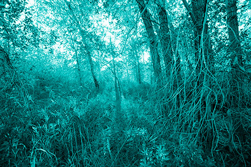 Sunlight Bursts Through Shaded Forest Trees (Cyan Shade Photo)