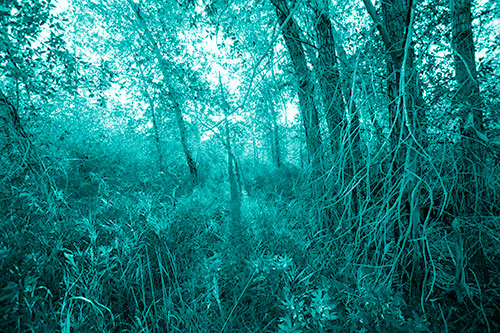 Sunlight Bursts Through Shaded Forest Trees (Cyan Shade)