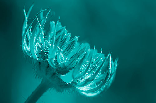 Sunlight Enters Spiky Unfurling Sunflower Bud (Cyan Shade Photo)