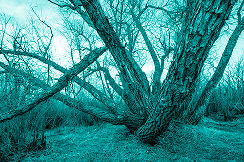 Sunlight Peeking Through Twisting Tree Trunks (Cyan Shade)