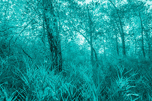 Sunrise Casts Forest Tree Shadows (Cyan Shade Photo)